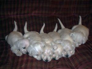 ZwergschnauzerWHITEpupiesforsale