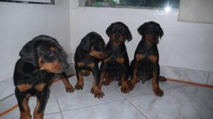 doberman