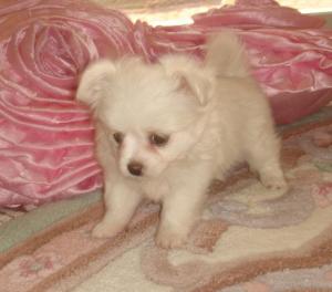 pomeranianpuppyforsalelittlegirltiny