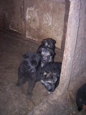 GermanShepherdPuppies