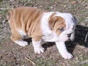 PurebredEnglishBulldogPuppies