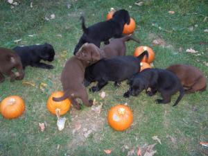 LabradorpuppiesAKCRegistered