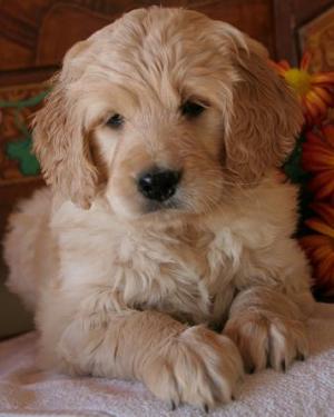 FBGoldendoodlePuppies