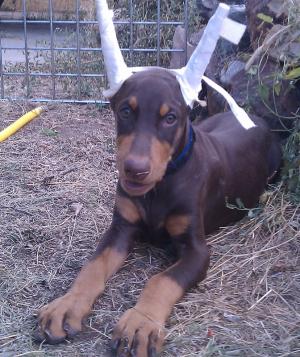 GorgeousAKCDobermanPinscherpuppy