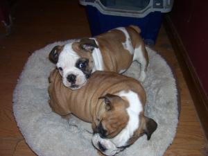 BeautifulAKCenglishbulldogpuppies