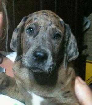 CatahoulaMastiffsPuppiesforsale