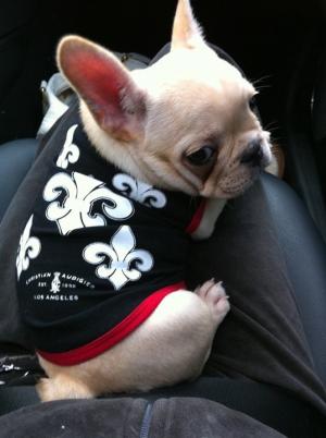 AdorableFawnFrenchBulldogPuppy