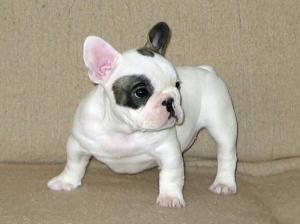 Frenchbulldogpuppiesforsale