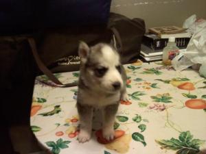 siberianhuskypuppies