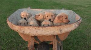 AKCGoldenRetrieverPuppies