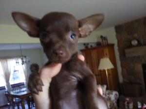 ChocolateFemaleChihuahuaPuppy