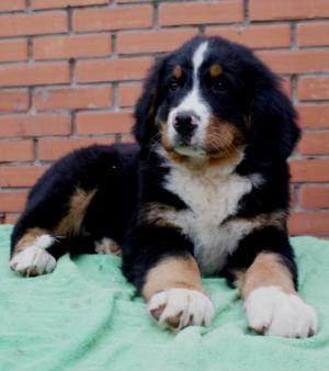 BerneseMountainDogpuppiesforsale