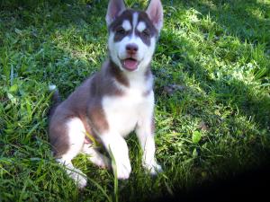 SiberianHuskyPuppiesForSaleweeksold--