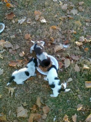 bluebeaglepuppies