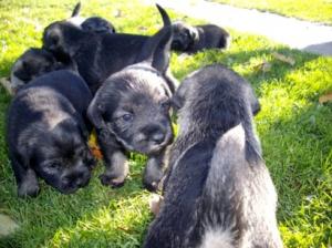 StandardSchnauzer