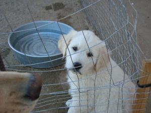 GoldenPyrenees