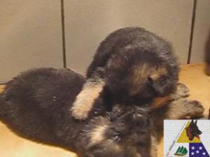 Germanshepherdpuppiesforsale