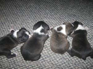 AKCBostonTerrierPuppiesforsale