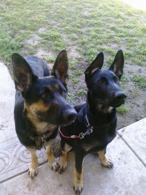 GermanShepherdpuppies