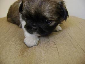 PekingesePuppiesforSale