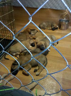 BelgianMalinoisBloodhoundMixPuppiesforAdopt