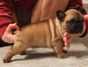 FrenchBulldogpuppies