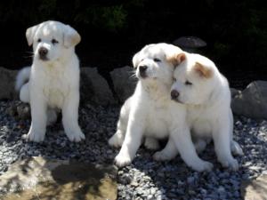 allwhiteakitas