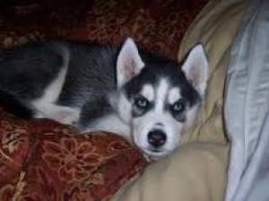 Blueeyessiberianhuskypuppies