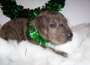 ChristmasPuppiesForSale