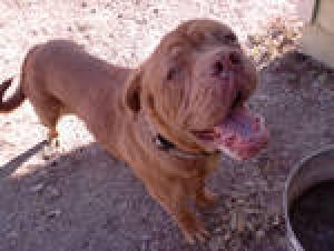 DogueDeBordeaux