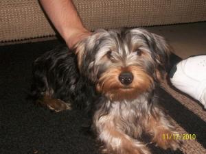 YorkshireTerrier--monthsold-