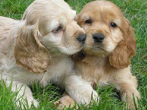 CockerSpanielpuppiesforsale