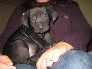 RhodesianRidgebackWeimaraner