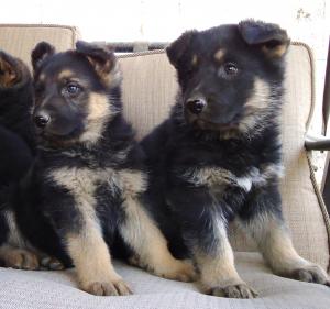 GSDpuppies