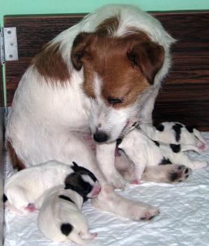 JackRussellTerrierpuppies-males