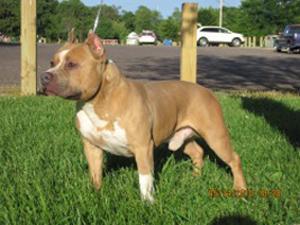 PRUKCregisteredAmericanPitBullpups