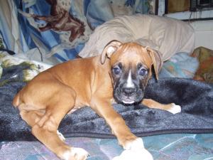 CuteAkcboxerpupsforsale