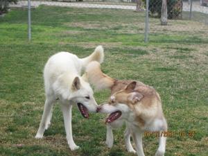 MidContentWolfHybridDogPuppies