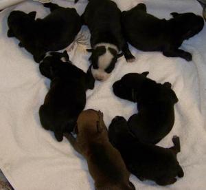 GuardstockStaffordshireBullTerrierPuppies