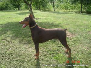 ChampionBloodlineDobermanpuppies