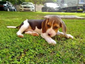 Acharmedbeaglepuppy