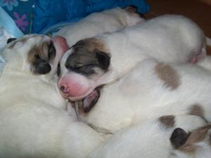 GreatPyrenees