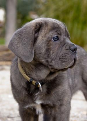 CaneCorsoPuppy