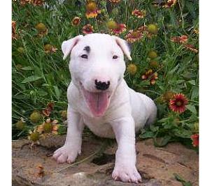 BullTerrierPuppiesforsale