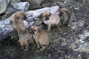 PugglePuppiesforSale