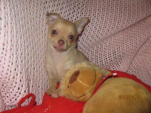 Chihuahuapuppyforsale