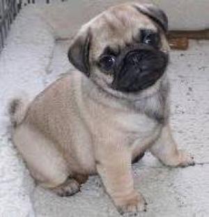 LovelyPugPuppiesReadytogo