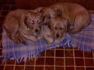 ReadytoGoRegisteredGoldenRetrieverPuppies