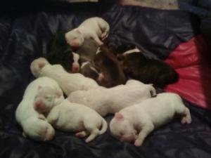 ADBAcertifiedPitBullterrierpuppiesforsale