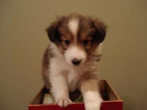 AKCSheltiePuppies